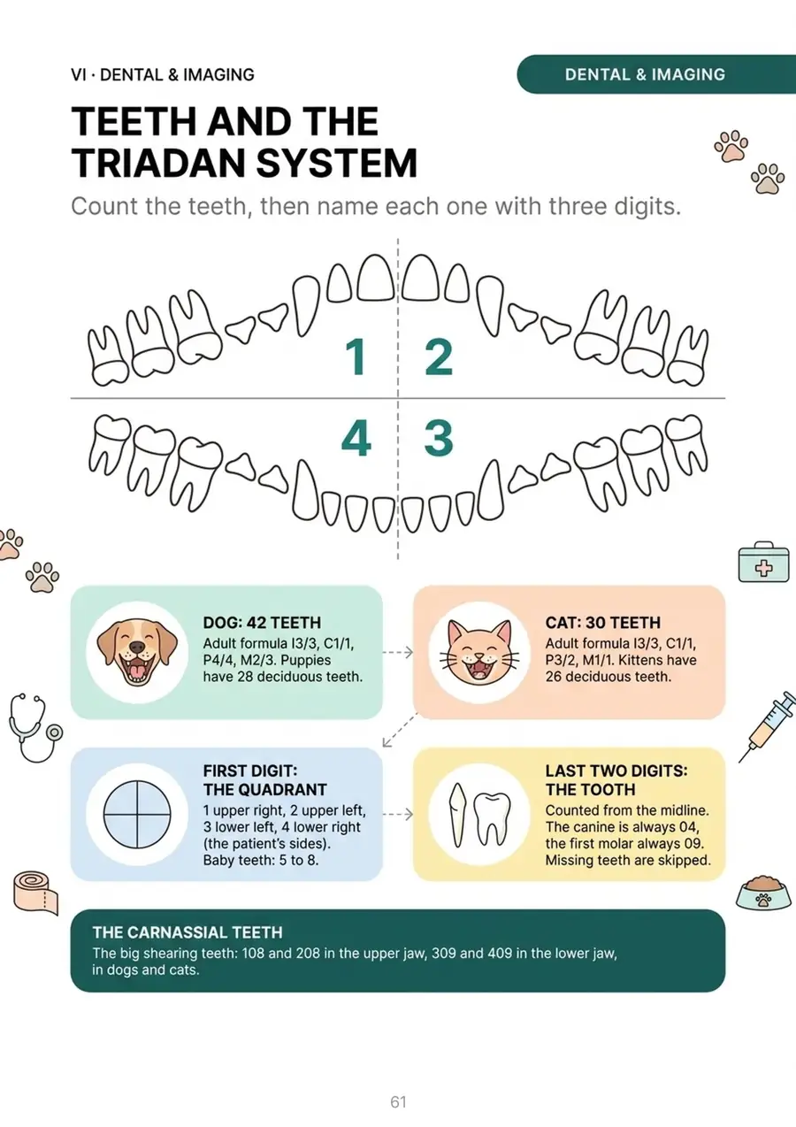 Teeth and the Triadan system